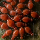 Garland Services, Inc. - Pest Control Equipment & Supplies