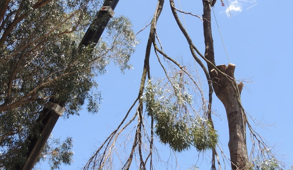 Branching Out Tree Care - Barragup, WA