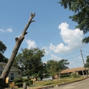 The Best Tree Service - Tree Service