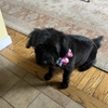 Oona's Dog Grooming & Spa gallery