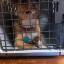 North Bay Animal Hospital