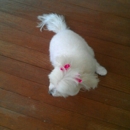 The Clean Dog - Pet Grooming