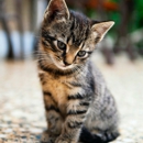 Kitten Rescue - Pet Boarding & Kennels