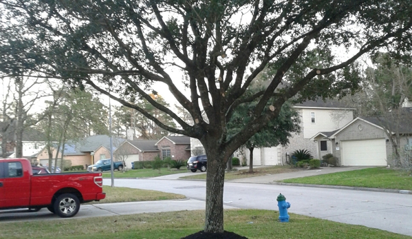 Orellanas Tree Service - Houston, TX