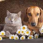 Byhishands Pet Shipping