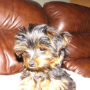 Bailey Veterinary Clinic - Pet Grooming