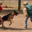 HUNDEAUSBILDUNG The School for Dogs