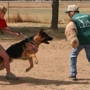 HUNDEAUSBILDUNG The School for Dogs