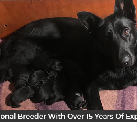VomSirius Working Dogs - Mount Tarampa, QLD. Professional Breeder With Over 15 Years Of Experience
