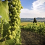 Savoir Faire Wine Tours and Taxi Service