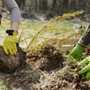 Cypress Tree Service - Tree Service
