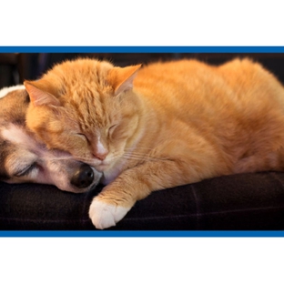 Kanwal Veterinary Hospital - Kanwal, NSW