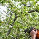 Spartan Tree Service - Tree Service
