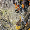Mendez Tree Removal gallery