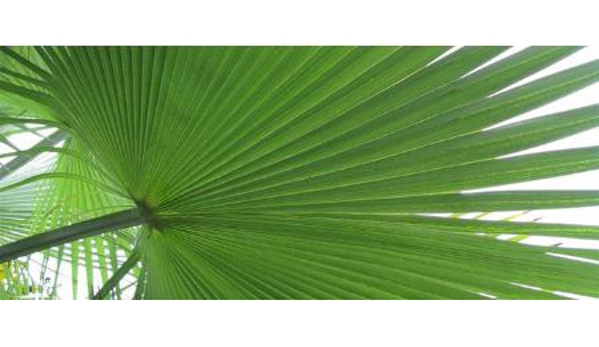 Australian Direct Cremations & Funeral Services - Newcastle, NSW