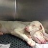 Red Arrow Animal Clinic gallery