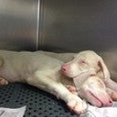 Red Arrow Animal Clinic - Veterinary Clinics & Hospitals