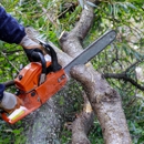 Briggs Tree Service & Landscaping - Tree Service