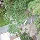 One Healthy Tree Care LLC