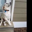 Premium Pet Sitter Services - Pet Sitting & Exercising Services