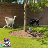 Big Bully Turf gallery