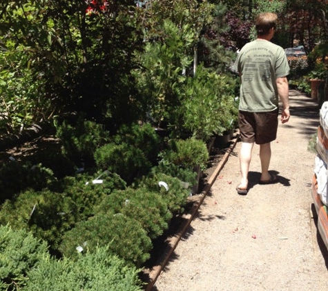 Aspen Hollow Nursery - South Lake Tahoe, CA