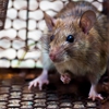 Keene Pest Control gallery