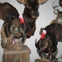 Broderick Head Taxidermy