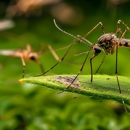 Maranatha Pest Control - Pest Control Equipment & Supplies