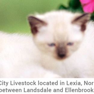 City Livestock - Lexia, WA. You'll find City Livestock located in Lexia, North of Perth, between Landsdale and Ellenbrook.