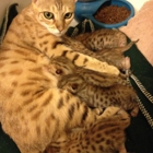 My Savannah Kittens