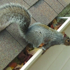 Barnes Wildlife Control