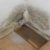 Affordable Mold Testing & Assessments gallery