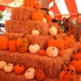 Pasadena Pumpkin Patch