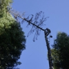 Waraner Bros. Tree Service gallery