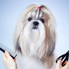 Cindy's Pet Grooming gallery