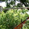 Schneider Tree Service gallery