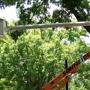 Schneider Tree Service