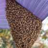 O.C. Bee Guy gallery