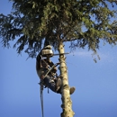 Trimmer Up Tree Service LLC - Tree Service