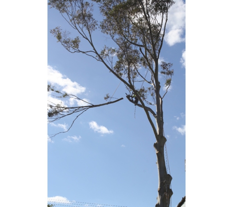 Treebiz Tree Services