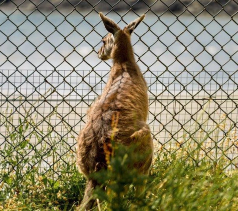 Apollo Fencing - Yatala, QLD
