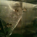 Lucky Ocean Aquarium - Aquariums & Aquarium Supplies