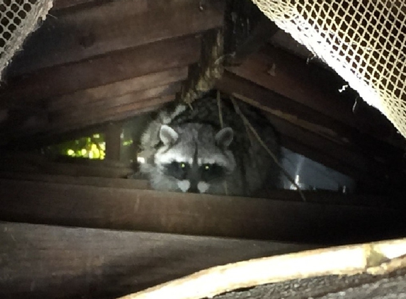 Urban Wildlife Trapping Experts - Los Angeles, CA. Raccoon Removal In Los Angeles, CA