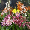 Green Valley Orchids, Inc gallery