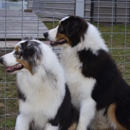 Green Oaks Aussies - Kennels