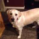 Pappaws Dog Training Center - Pet Training