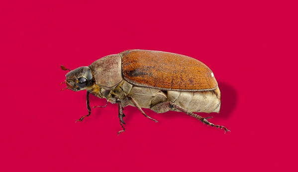 Murray Pest Control - Jamestown, SA