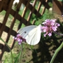 Butterfly Gardens of Wisconsin