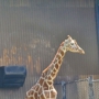 Erie Zoo